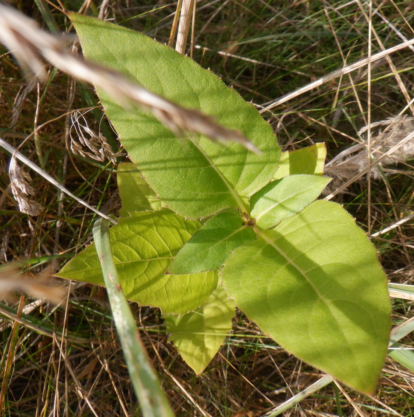 Image of Silphium perfoliatum specimen.