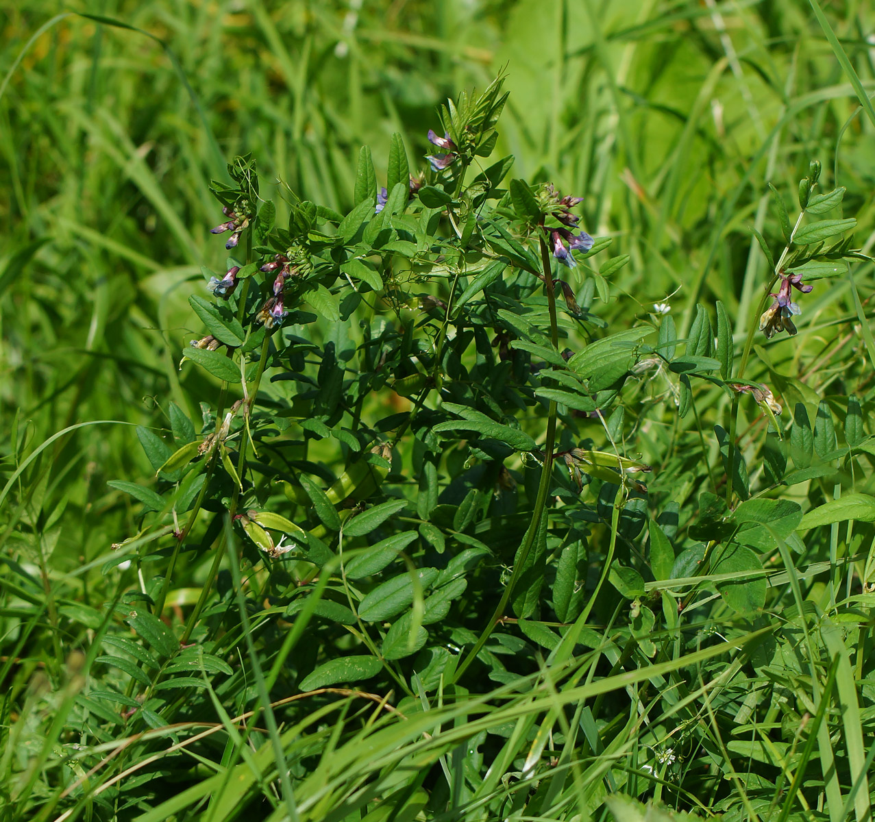 Image of Vicia sepium specimen.