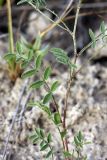 Astragalus filicaulis. Средняя часть растения. Южный Казахстан, пустыня Кызылкум. 04.05.2010.