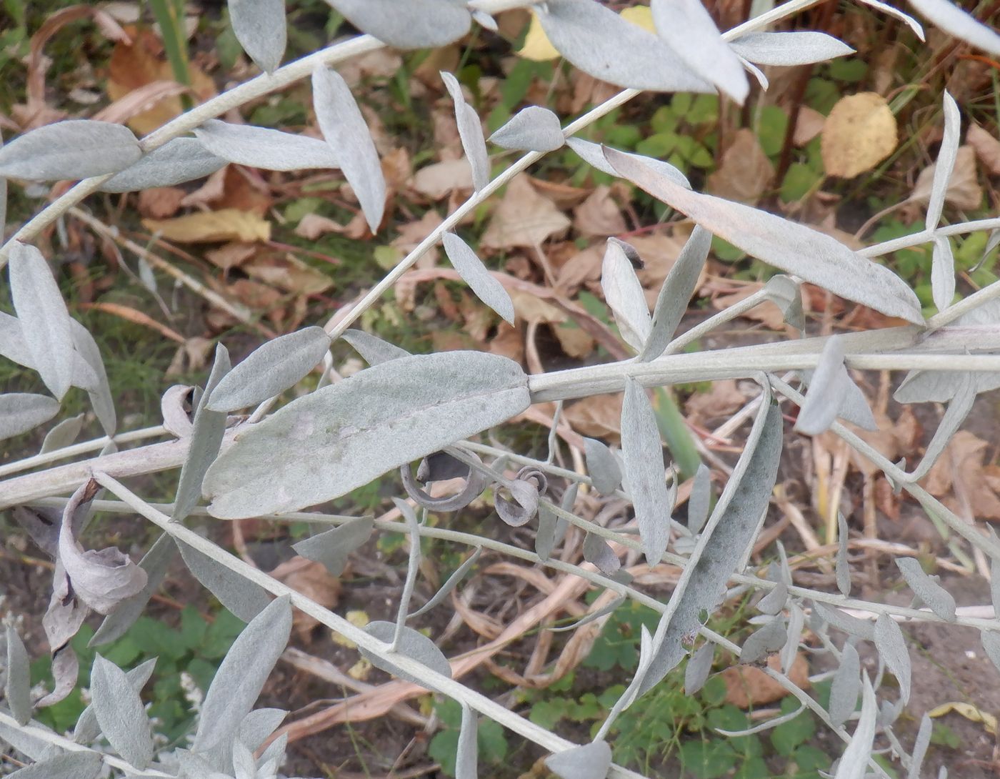 Image of Artemisia ludoviciana specimen.