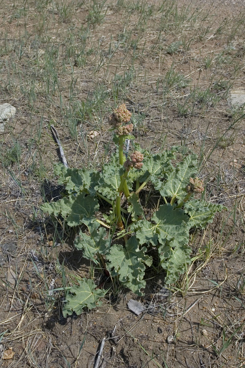 Image of Rheum rhabarbarum specimen.