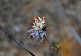 Anthyllis vulneraria. Соплодие. Тульская обл., Суворовский р-н, Суворовские карьеры, опушка сосняка. 05.09.2020.