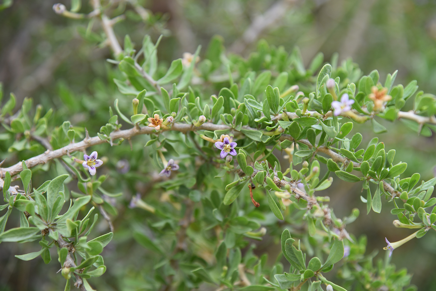 Image of Lycium ferocissimum specimen.