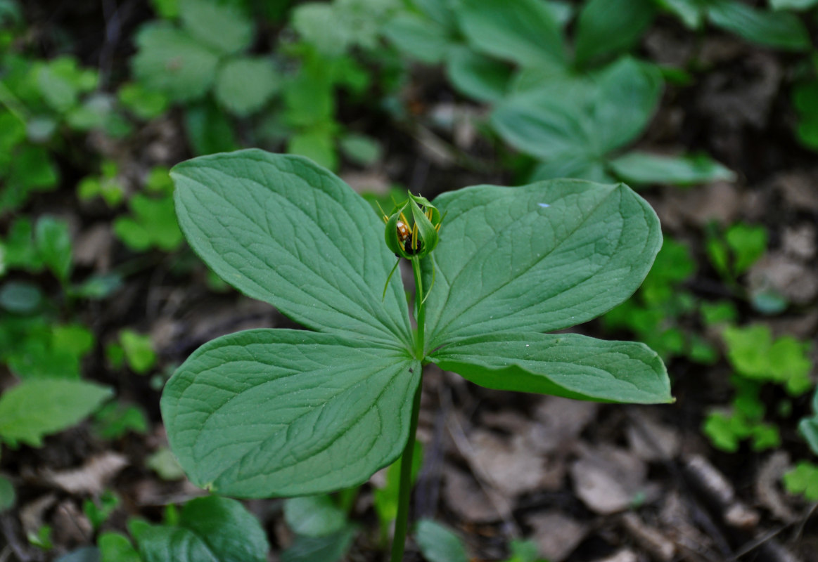 Image of Paris quadrifolia specimen.