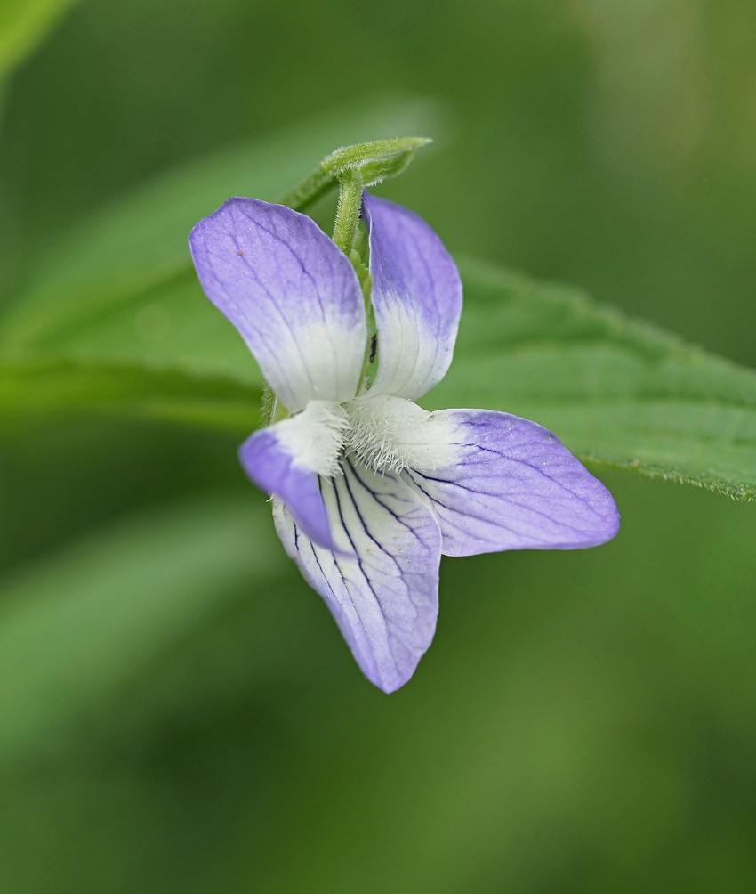 Изображение особи Viola elatior.