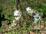 Spiraea ussuriensis