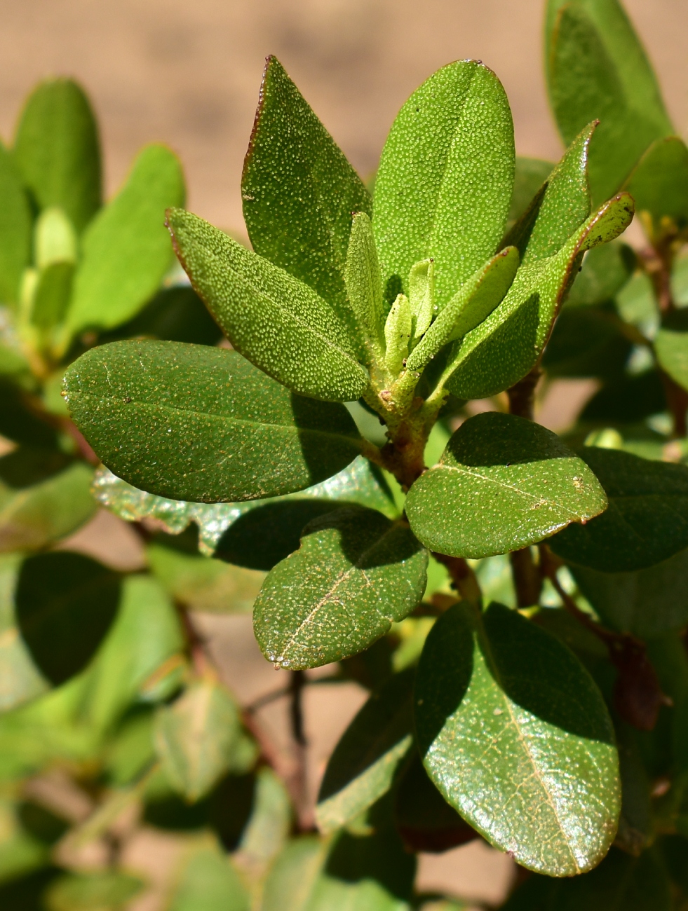 Изображение особи Rhododendron sichotense.