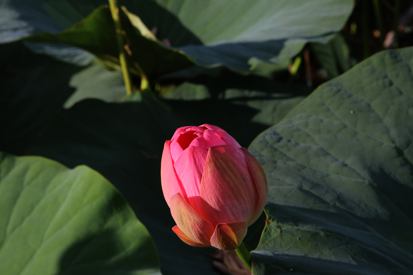 Image of Nelumbo komarovii specimen.