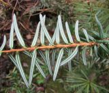 Смотреть изображение Pseudotaxus chienii