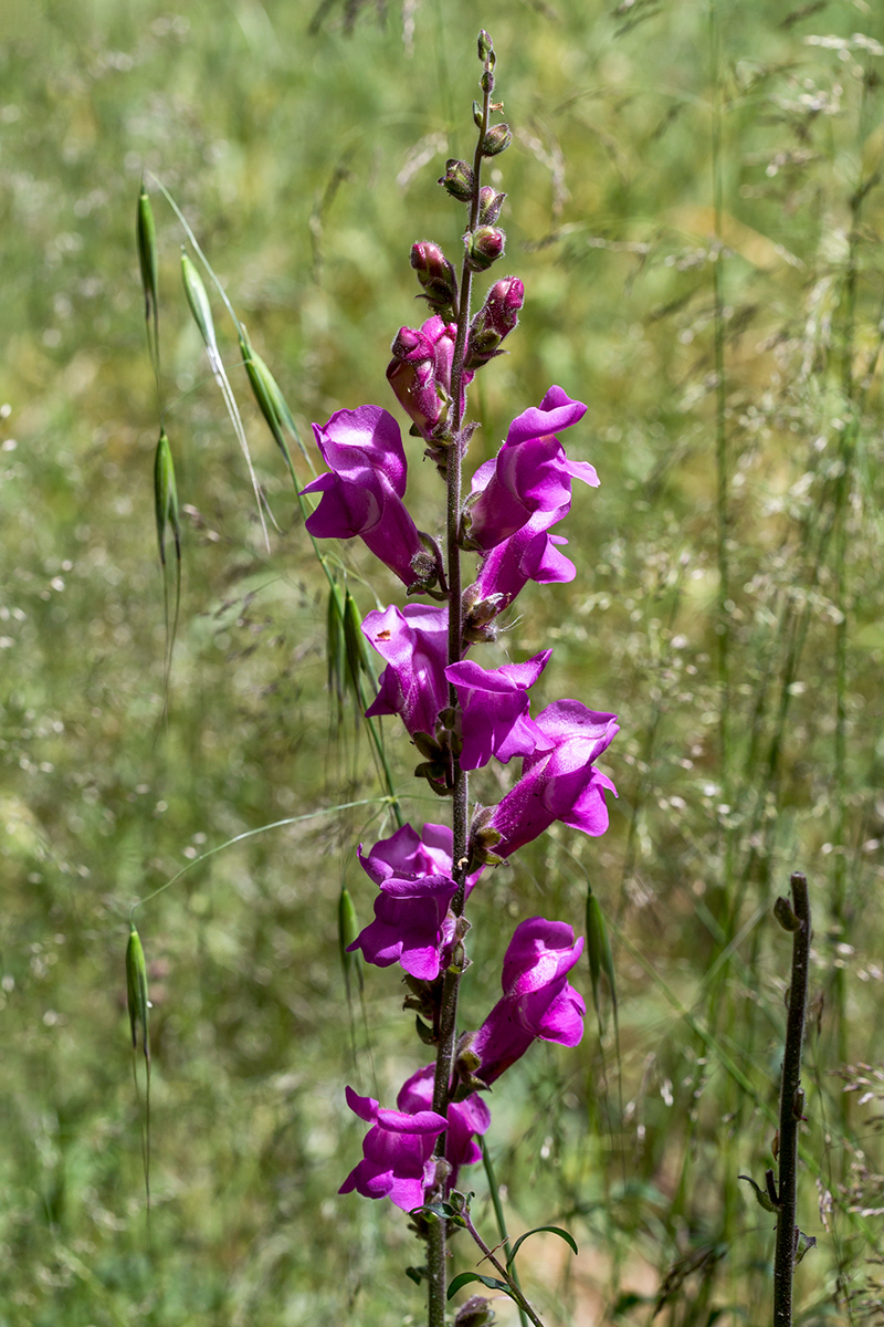 Image of Antirrhinum majus specimen.