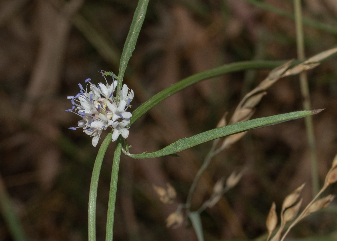 Изображение особи Cephalaria joppensis.