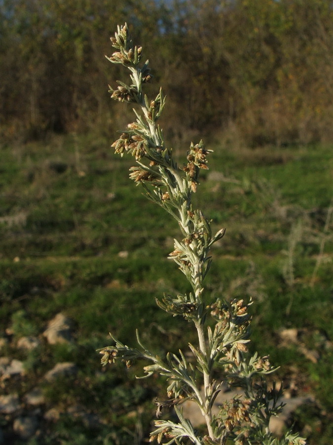 Image of Artemisia austriaca specimen.