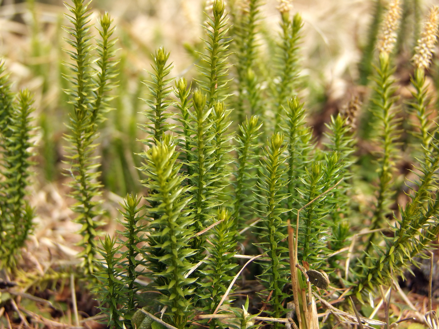 Изображение особи Lycopodium annotinum.