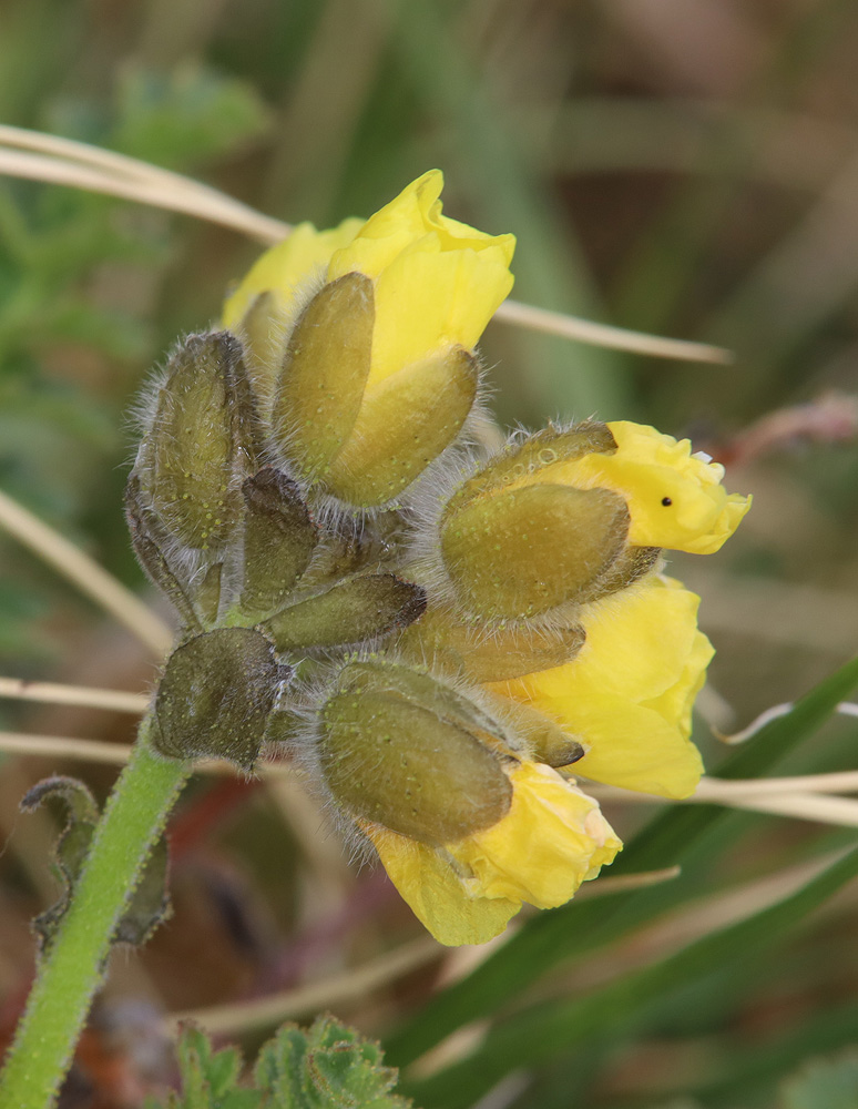 Image of Biebersteinia odora specimen.