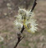 Salix cinerea