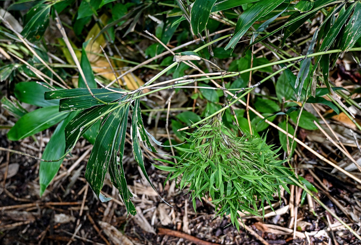 Image of genus Sasa specimen.