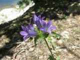 Campanula lingulata