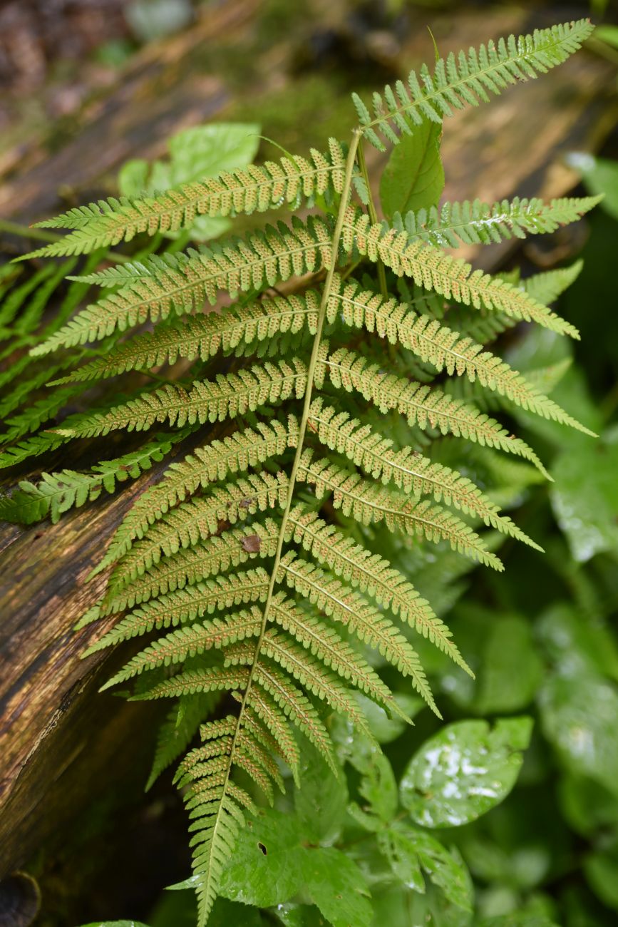 Image of Dryopteris filix-mas specimen.