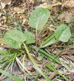 Rumex sanguineus