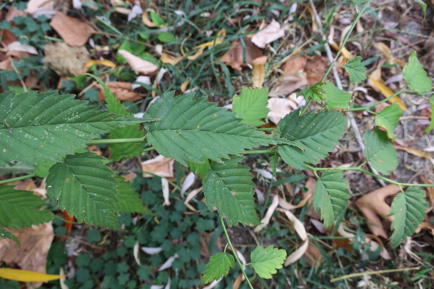 Image of Kerria japonica var. pleniflora specimen.