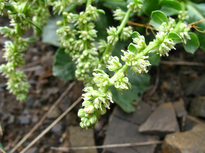 Image of Beta macrorhiza specimen.