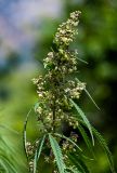 Cannabis sativa variety spontanea. Верхушка побега с соцветиями. Ингушетия, Джейрахский р-н, с. Эгикал, ≈ 1200 м н.у.м., луговой склон. 24.07.2022.