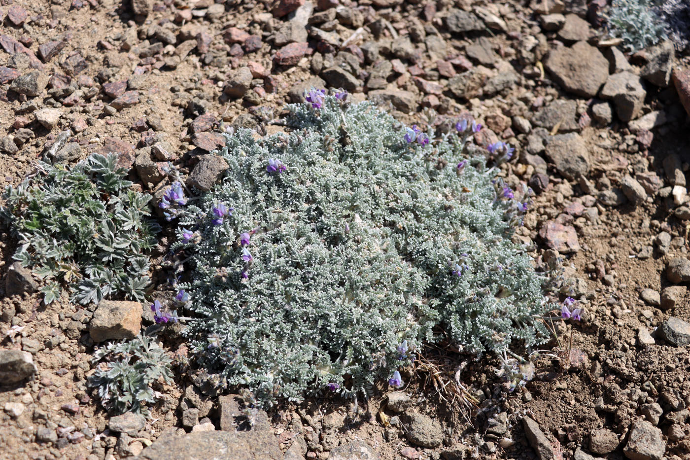 Image of Oxytropis leucocyanea specimen.