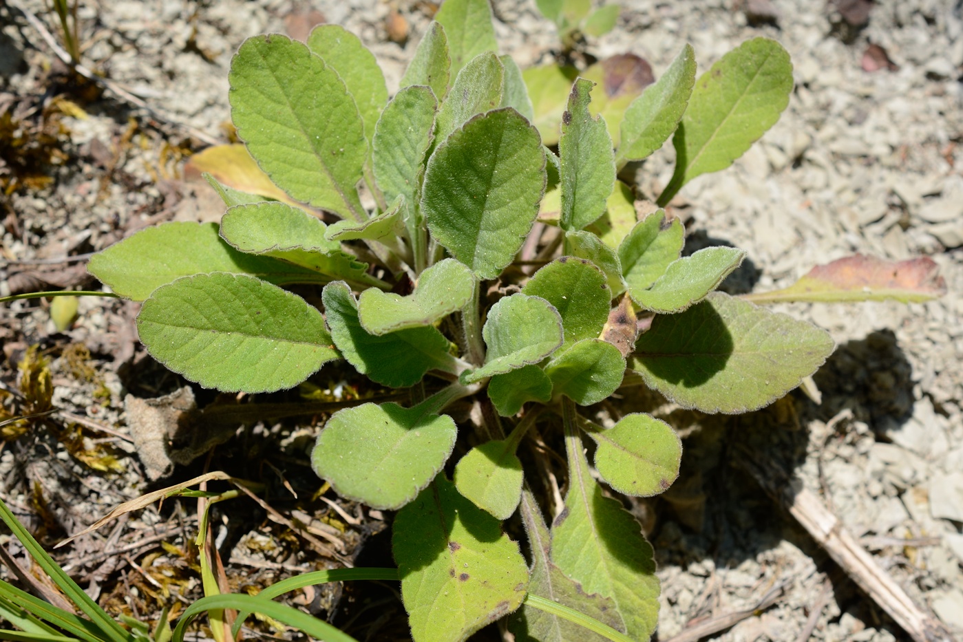 Изображение особи Scabiosa sosnowskyi.