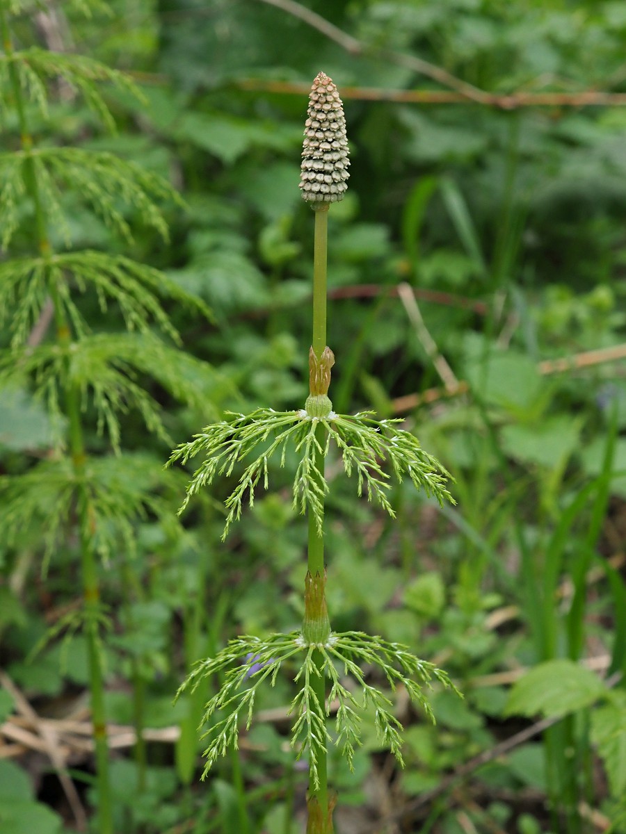 Image of Equisetum sylvaticum specimen.