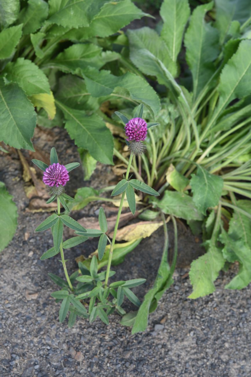 Image of genus Trifolium specimen.