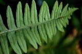 Polypodium vulgare