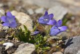 Campanula biebersteiniana. Цветущее растение. Карачаево-Черкесия, Карачаевский р-н, Большой Кавказ, левый борт ущелья Чунгур-Джар под перевалом Доломиты Южный, ≈ 3220 м н.у.м., частично задернованный каменисто-щебнистый склон. 23.07.2023.