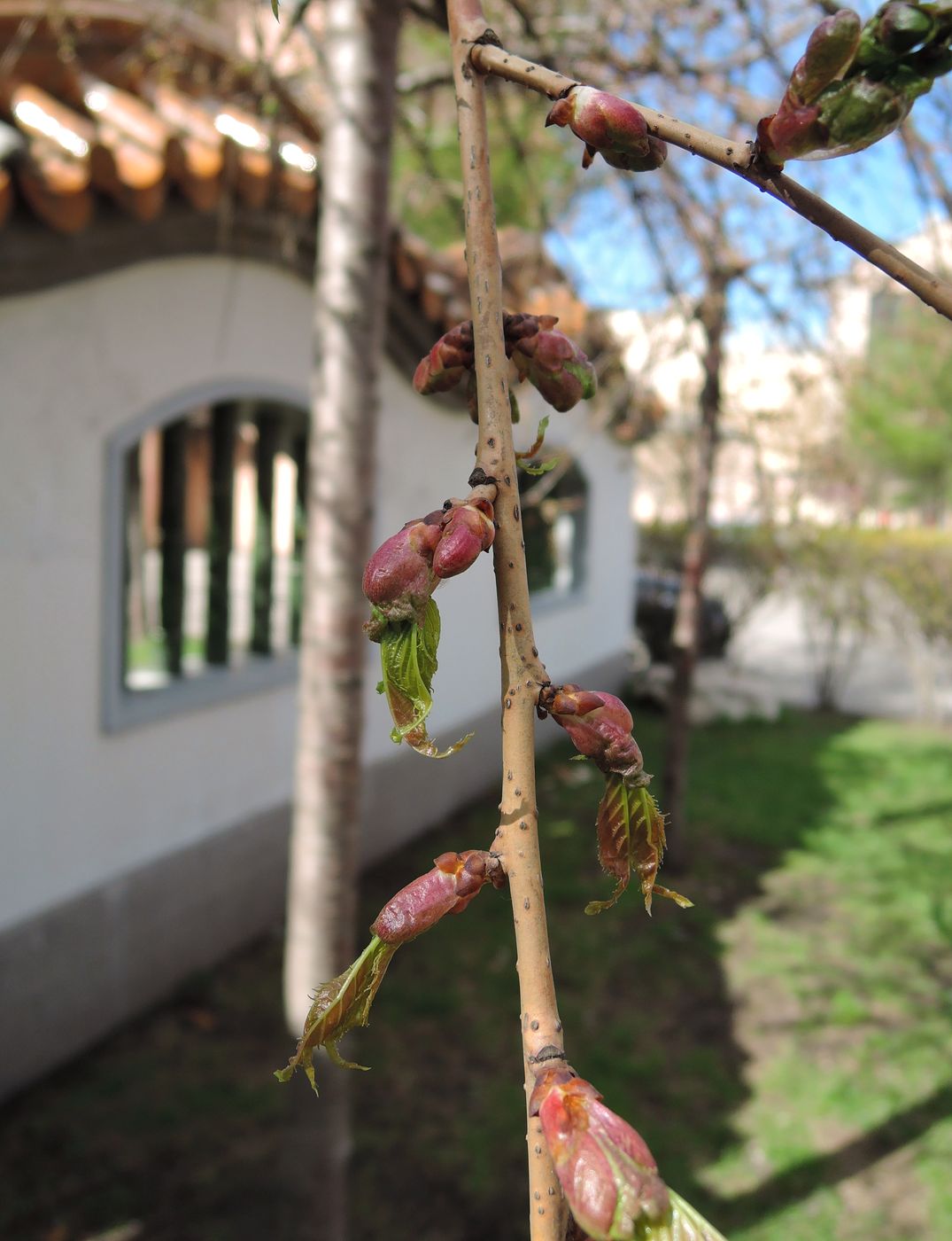 Изображение особи Prunus serrulata.