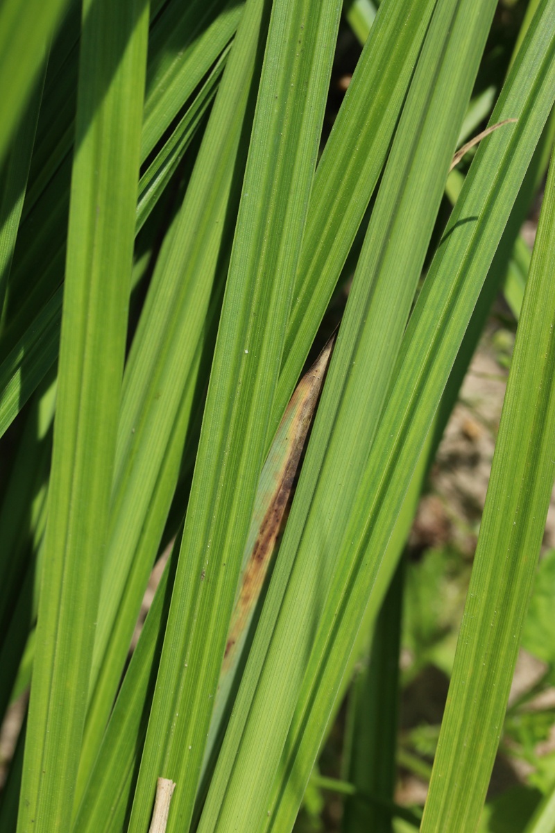 Image of Carex acuta specimen.