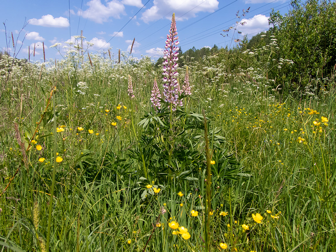 Image of Lupinus &times; regalis specimen.