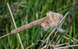 genus Typha. Прошлогоднее сухое соплодие. Дагестан, Магарамкентский р-н, окр. с. Приморский, песчаный пляж, берег ручья. 05.05.2022.