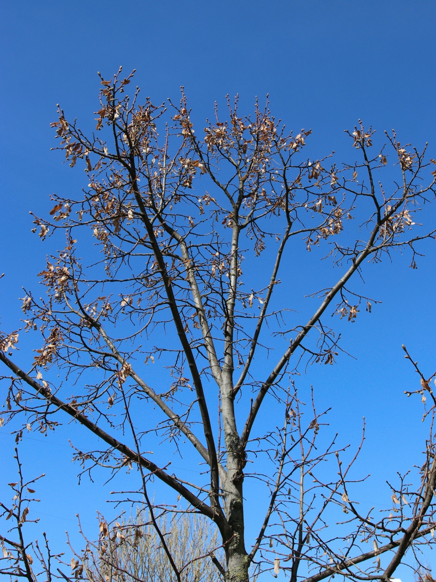 Image of genus Tilia specimen.