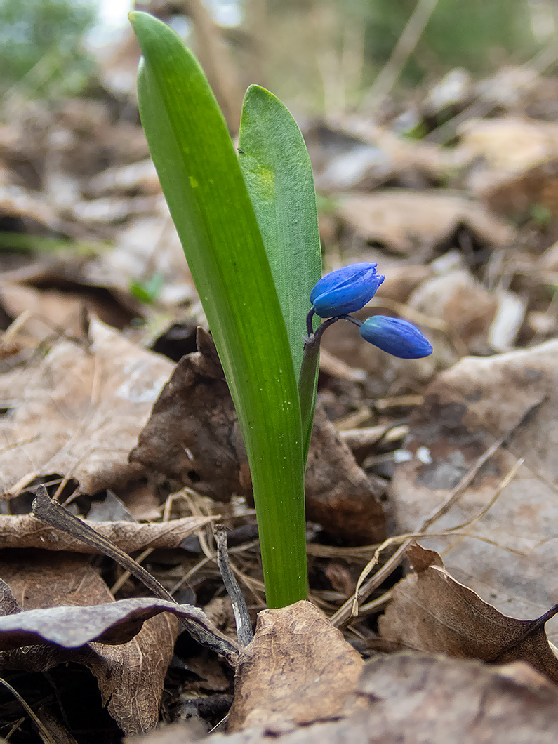 Изображение особи Scilla siberica.