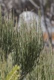 genus Ephedra. Верхушка растения с начавшими развиваться стробилами. Кыргызстан, Киргизский хр., природный парк \"Ала-Арча\", дол. р. Аксай (правый приток Ала-Арчи), ок. 2400 м н.у.м., скальный выход. 01.05.2024.