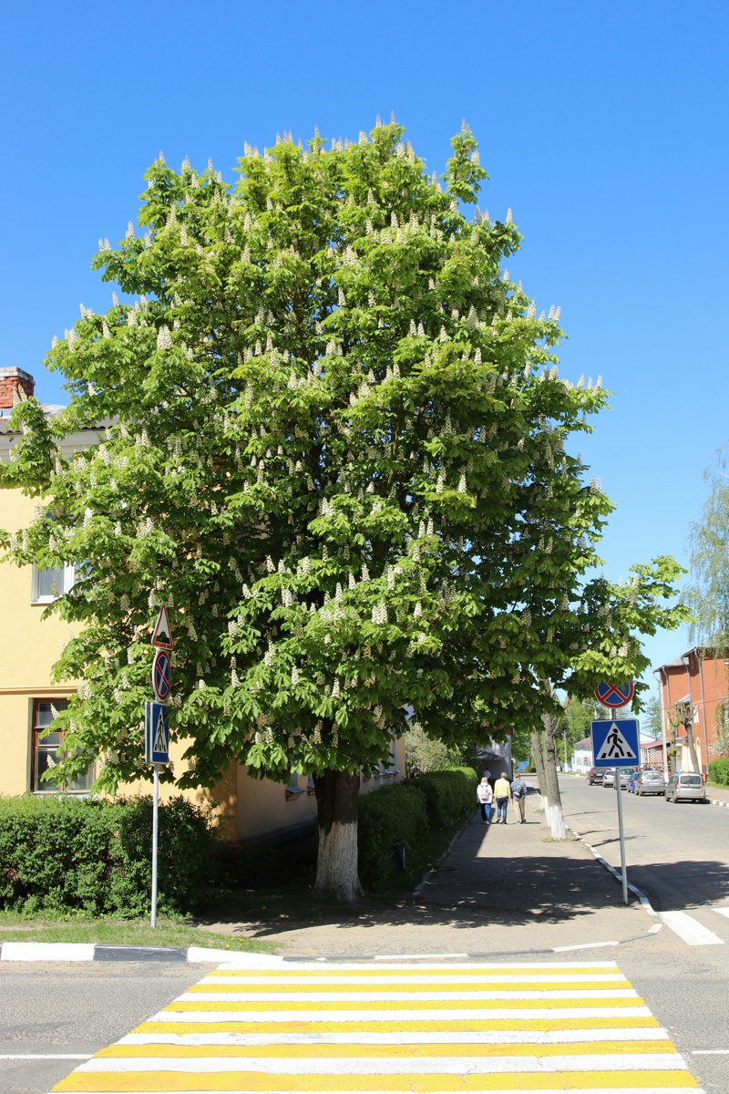 Image of Aesculus hippocastanum specimen.