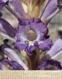 Orobanche amoena. Цветок. Казахстан, Жетысуская обл., нац. парк \"Алтын-Эмель\", ур. Тайгак, щебнистый склон (паразитирует на Artemisia sp.). 7 мая 2024 г.