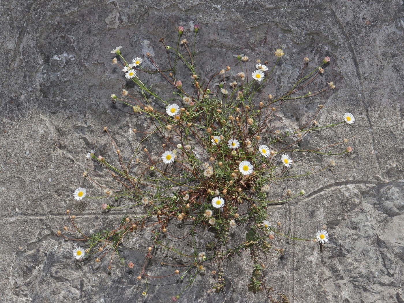 Изображение особи Erigeron karvinskianus.