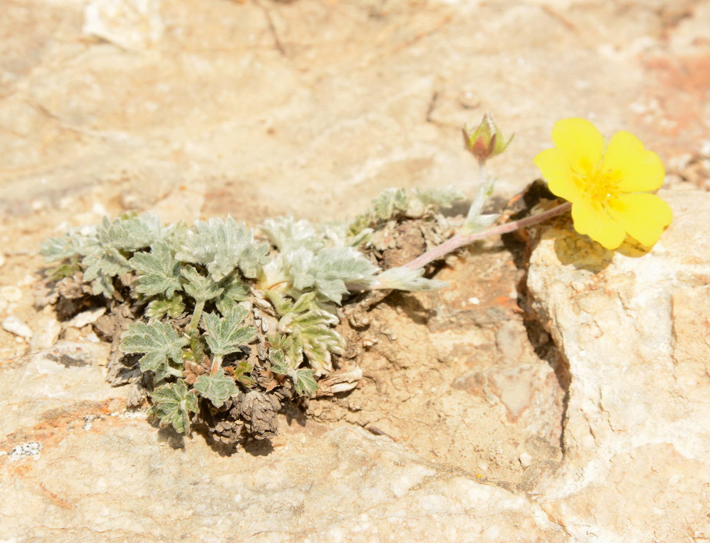 Изображение особи род Potentilla.