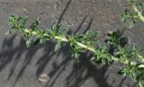 Amaranthus blitoides