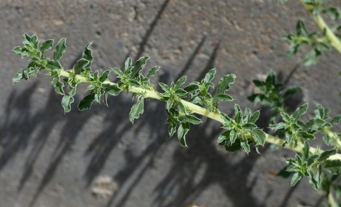 Изображение особи Amaranthus blitoides.