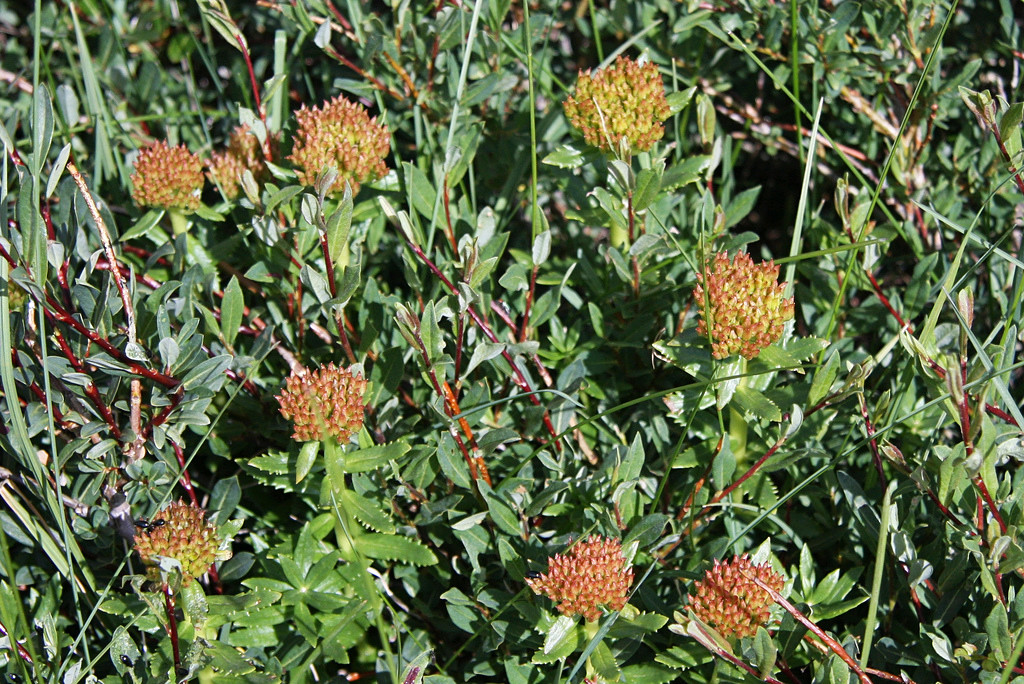 Изображение особи Rhodiola krylovii.