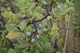 Prunus spinosa. Веточка с плодами и повреждёнными листьями. Рязанская обл., Милославский р-н, окр. р. Паника в 1,5 км выше устья, 300 м от левого берега, край луга. 31 июля 2024 г.