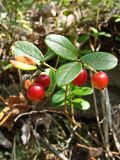 Vaccinium vitis-idaea. Плодоносящие побеги. Хабаровский край, окр. г. Комсомольск-на-Амуре, кедрово-широколиственный лес. 15.08.2024.