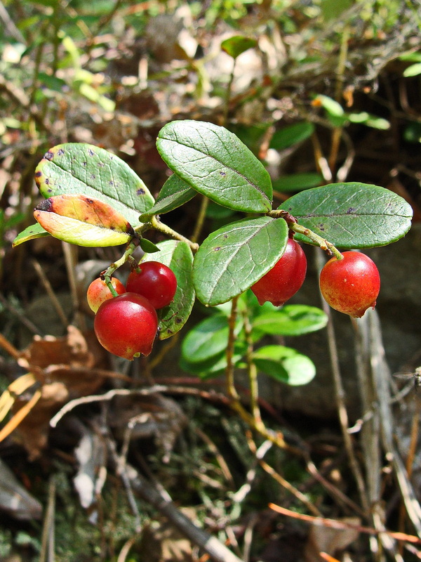 Image of Vaccinium vitis-idaea specimen.