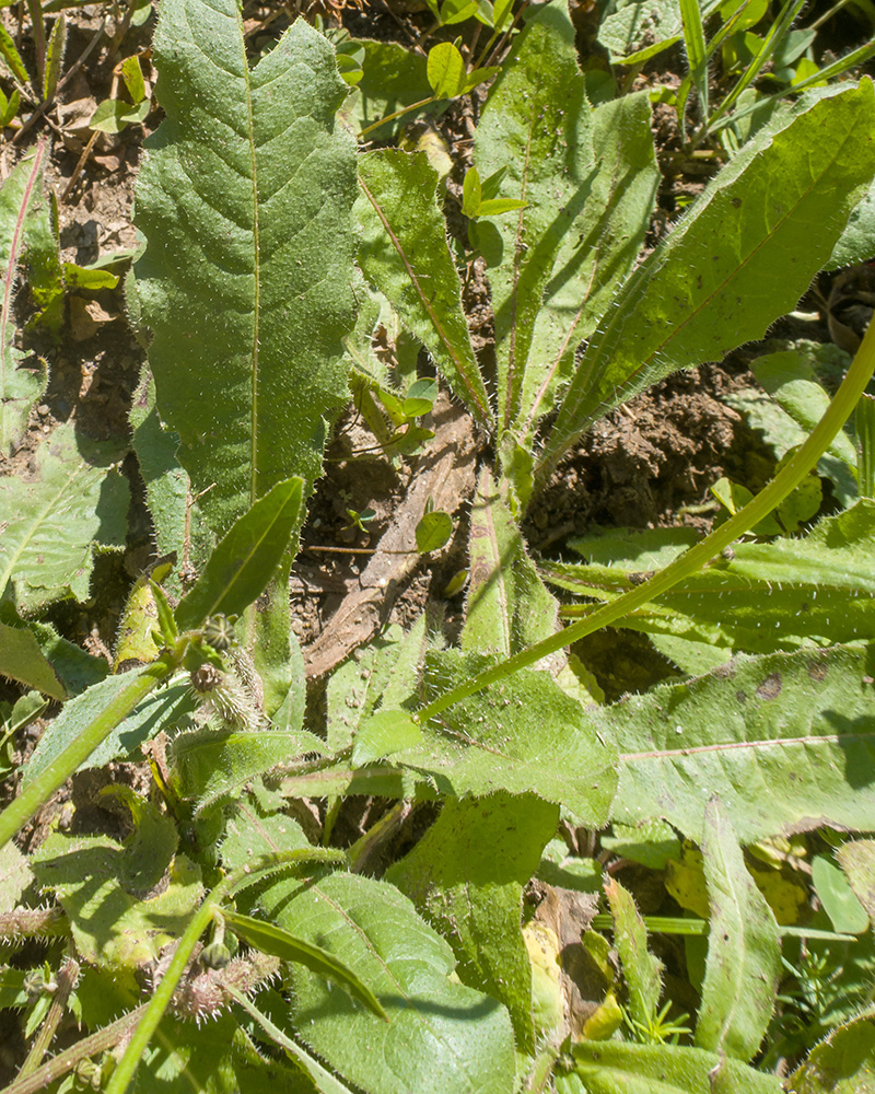 Image of genus Hieracium specimen.